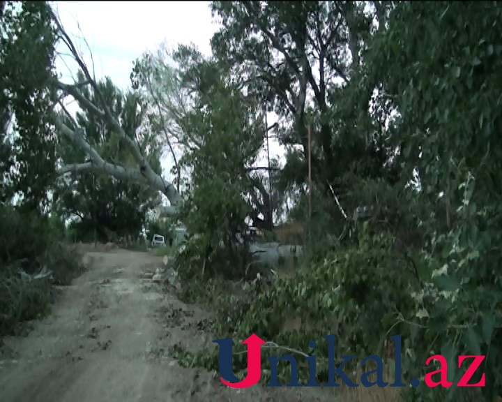 Goranboyda külək irigövdəli ağacı transformatorun üzərinə aşırdı - FOTOLAR